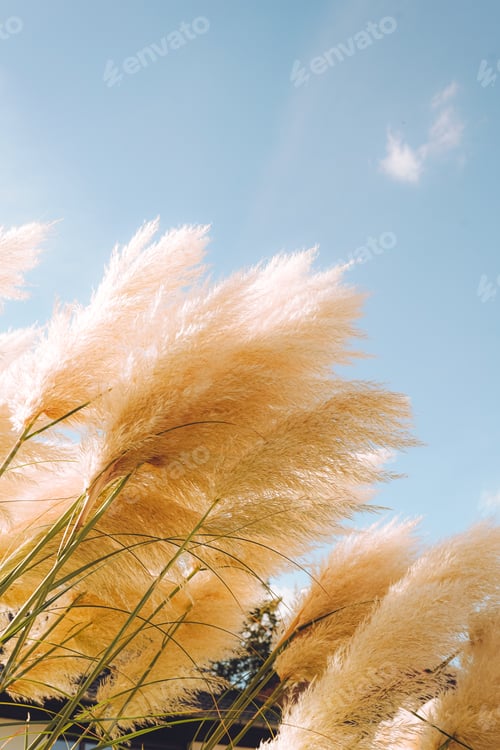 Preview: Trendy botanical background with fluffy pampas grass