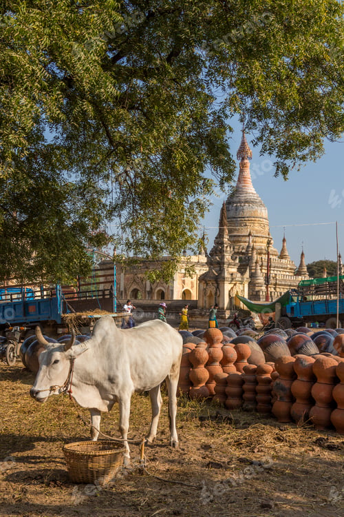 Preview: Village Life - Bagan - Myanmar
