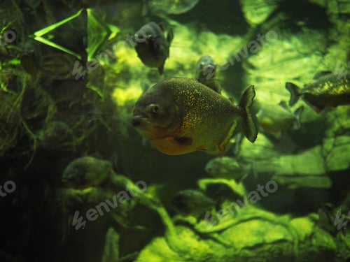 Preview: Piranha. Sea piranhas in a large aquarium