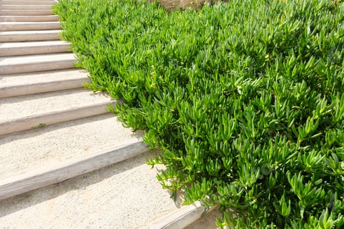 Preview: A paved stepped path in a beautiful park passes through green bushes