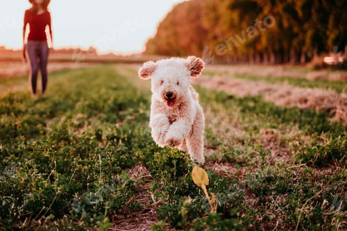 Preview: cute brown toy poodle dog running at sunset by countryside. Fun, sports and pets outdoors