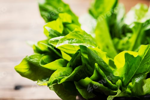 Preview: Fresh green chicory