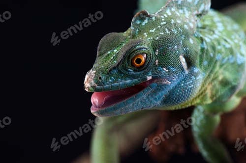 Preview: The common basilisk isolated on black background