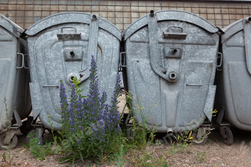 Preview: Closeup low angle view of multiple trash bins next to each other and lavender growing in front