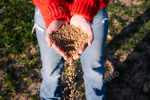 Preview: Hands of the woman who drops the wheat.