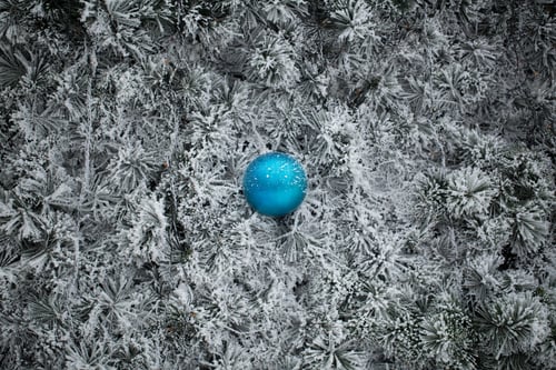 Preview: spruce in the snow. pine.
