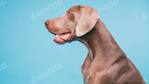 Preview: Weimaraner dog looking right on blue background