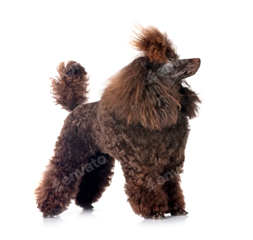 Preview: poodle in studio