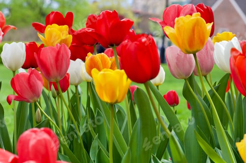 Preview: Bright and colorful tulips with green lawn in background