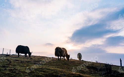 Preview: Yak grazing on greenery grassland in Mountain hill