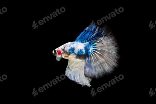 Preview: Beautiful colorful of siamese betta fish