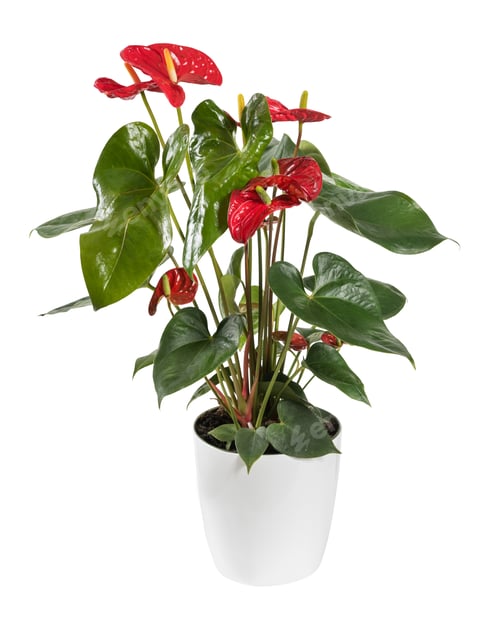 Preview: Bright red anthurium flower in pot