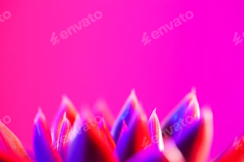 Preview: Close-up of a green agavoides echeveria flower on a vibrant dark pink background.