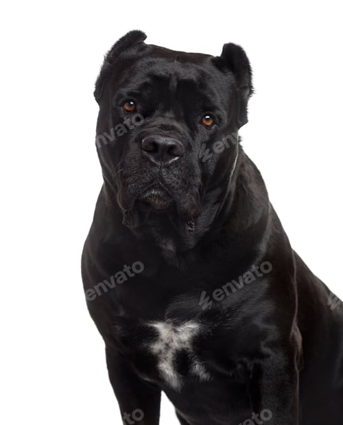Preview: Cane Corso looking at the camera, isolated on white