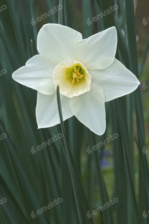 Preview: Jonquilla Daffodil (Narcissus X Silver Smiles)