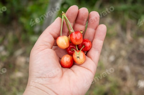 Preview: Cherries Held in Hand Against Green Background