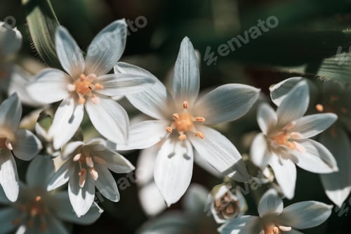 Preview: Flowers