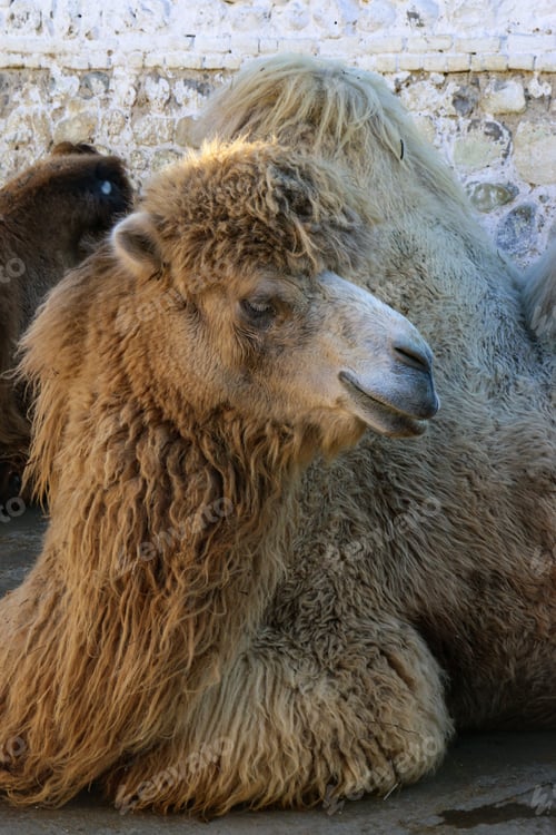 Preview: Resting Camel with Fluffy Fur