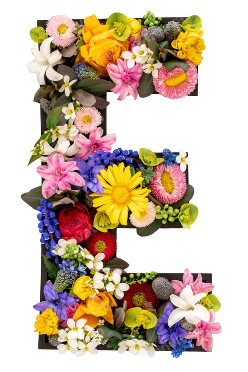 Preview: Letter E made of real natural flowers and leaves on white background isolated.
