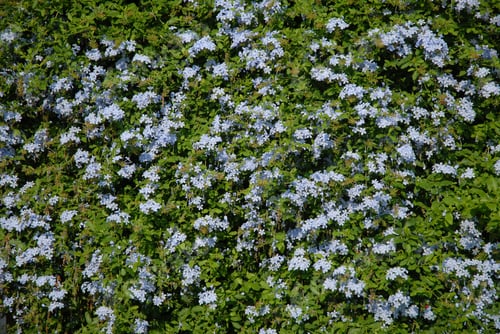 Preview: Cape Leadwort or Sky Flower, also known as Plumbago auriculata