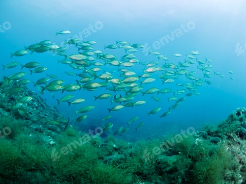 Preview: school of salpa fish swimming near seabed
