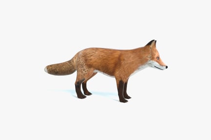 Preview: Alert Red Fox