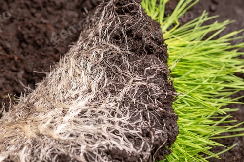 Preview: Close-up of intertwined rhizome in a ground of green grass vitgrass. Concept of fertilizer and
