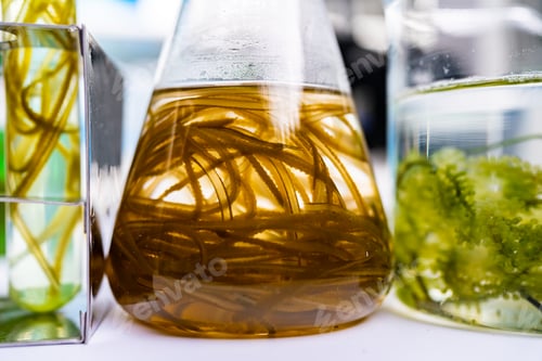 Preview: green alga laboratory research, alternative biofuel energy technology, biotechnology concept