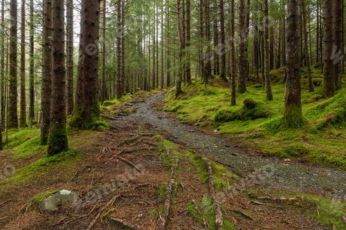 Preview: A Trail In The Forest