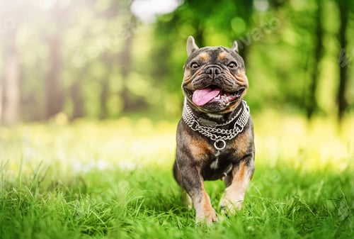 Preview: Funny Brown French bulldog running on green grass background