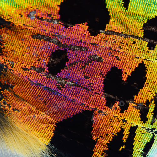 Preview: multicolored butterfly wing