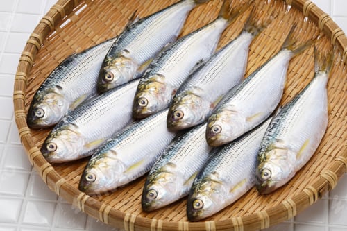 Preview: Kohada gizzard shad, Japanese sushi ingredient