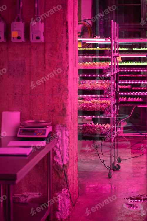 Preview: Microgreens grow in vertical farm under ultraviolet UV plant lights for cultivation. Hydroponics.