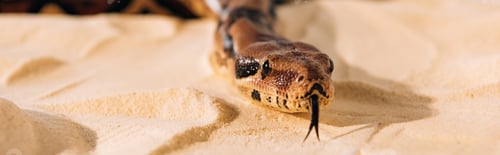 Preview: Panoramic shot of snake with sticking out tongue on sand