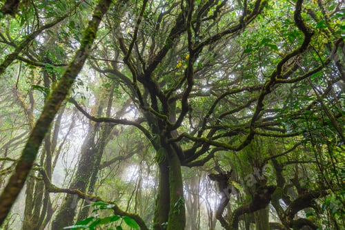 Preview: Scenic forest of fresh green deciduous trees framed by leaves