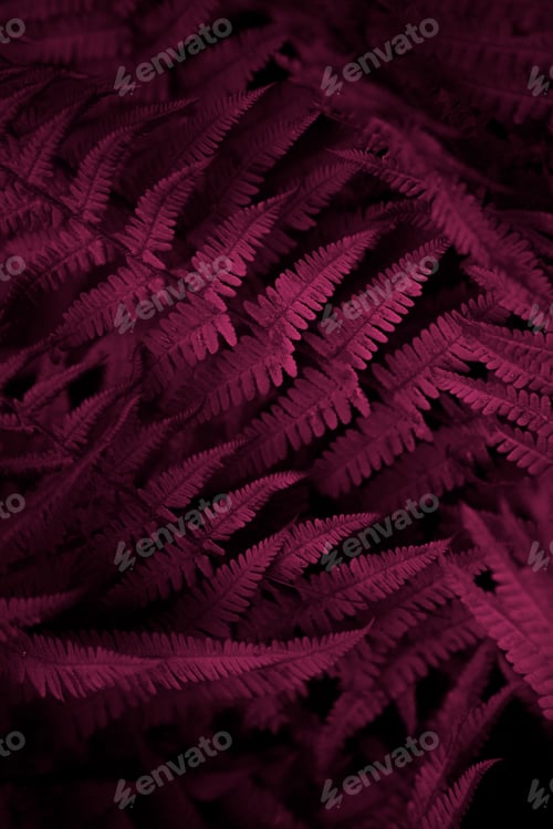 Preview: Foliage background in Viva Magenta. Red leaf top view