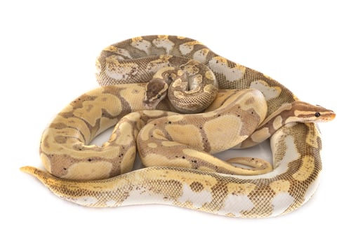 Preview: Ball pythons in studio