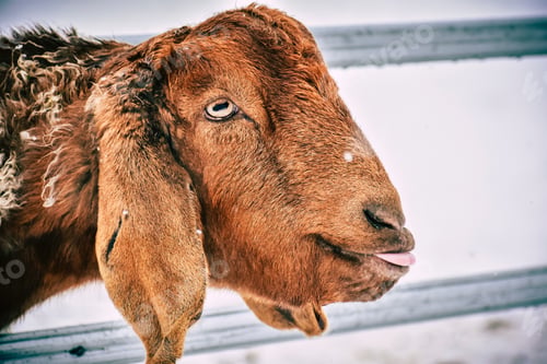 Preview: Brown goat during winter season