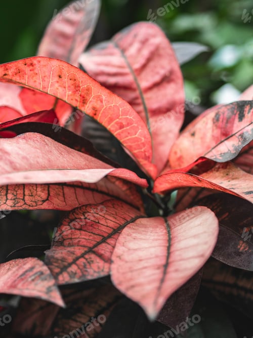 Preview: Leaves or plant red colorful bright background