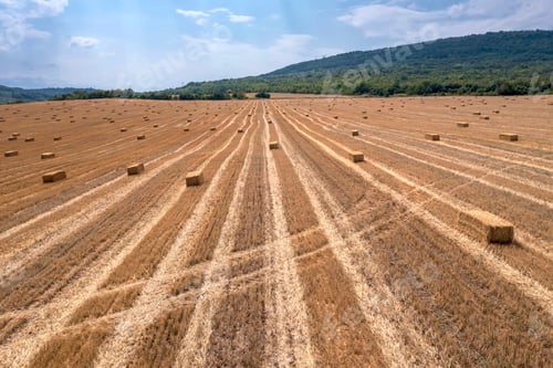 Preview: Scenic view of hay bales on the field after harvest.