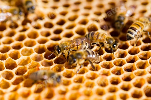 Preview: Beekeeping