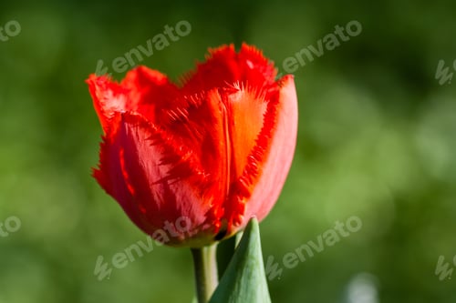 Preview: Macro of red tulips on a background of green grass