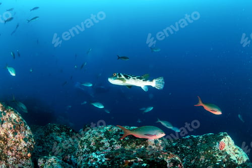 Preview: Diving with pufferfish and other fish in waters off of Galapagos Islands