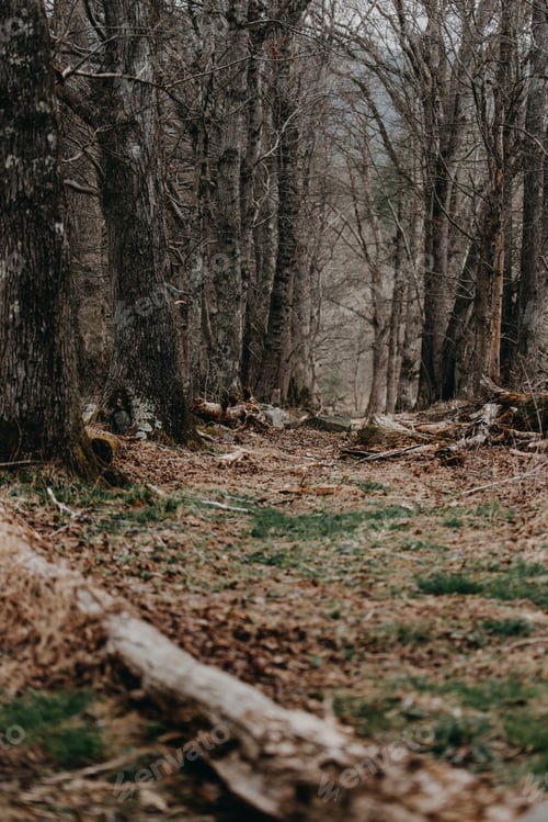 Preview: Trees in a forest located in smoky mountain Park