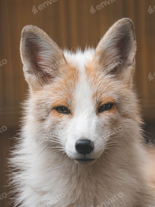 Preview: Stunning vertical shot of a majestic fox looking directly into the camera lens