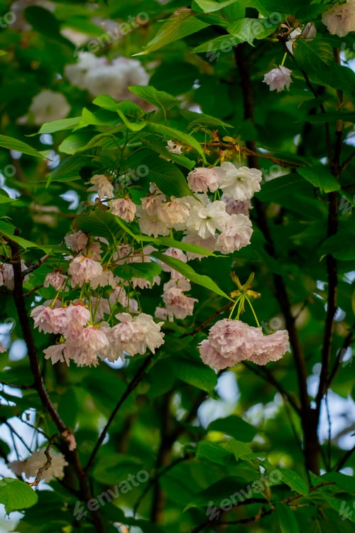 Preview: in the city in public park summer mood green trees pink flowering on tree branches sun rays evening
