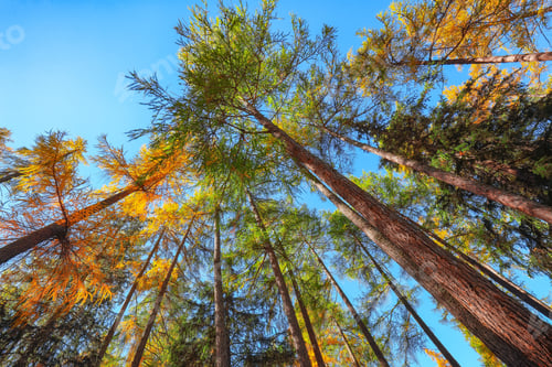 Preview: Fairytale woodland in autumn forest in Alps with majestic yellow trees under sunlit.