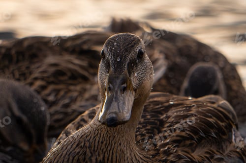 Preview: Closeup of a female mallard, Anas platyrhynchos with droplets.