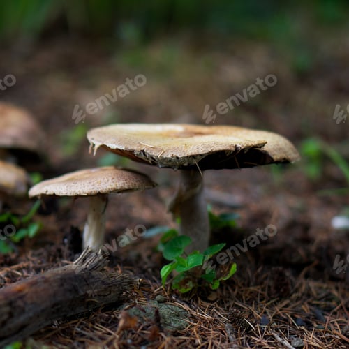 Preview: Closeup of wine roundhead mushroom growing in the wilderness