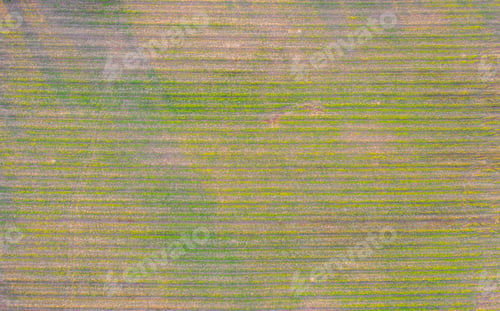 Preview: Fresh paddy rice, green agricultural field in countryside or rural area in Asia. Nature landscape.